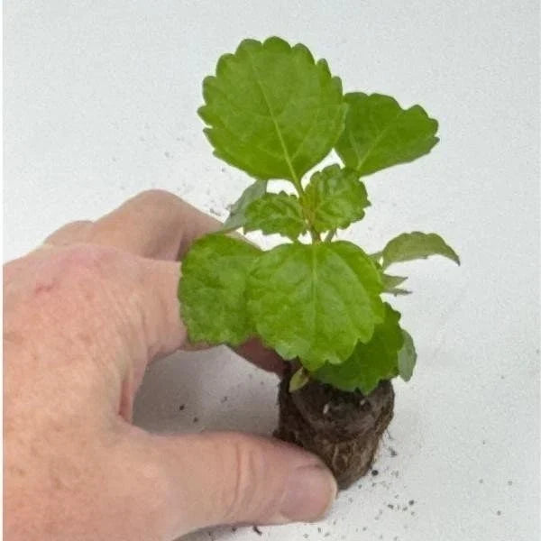 Plectranthus Swedish Ivy Green Live Rooted Starter House Plants - Buy 2 Get 1 Free - Indoor Plant for Home Decor