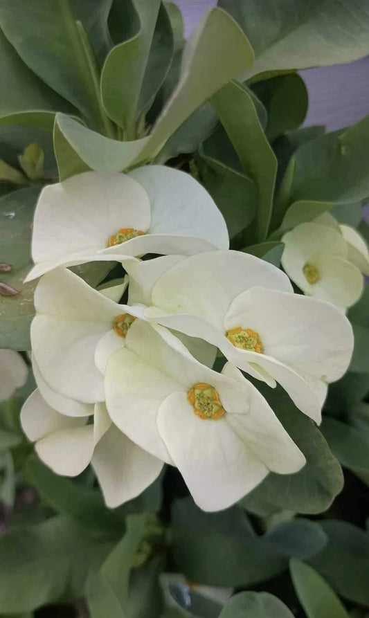 Large Flower White Crown of Thorns Cutting (1 Count, No Roots) - Euphorbia milii, Indoor Plant Propagation