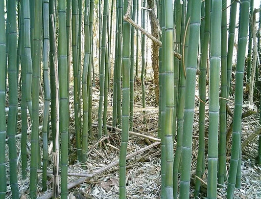 1 Ft Yellow Groove Bamboo Rhizome Cutting - Phyllostachys aureosulcata - Garden Plants Hardy Zone 5