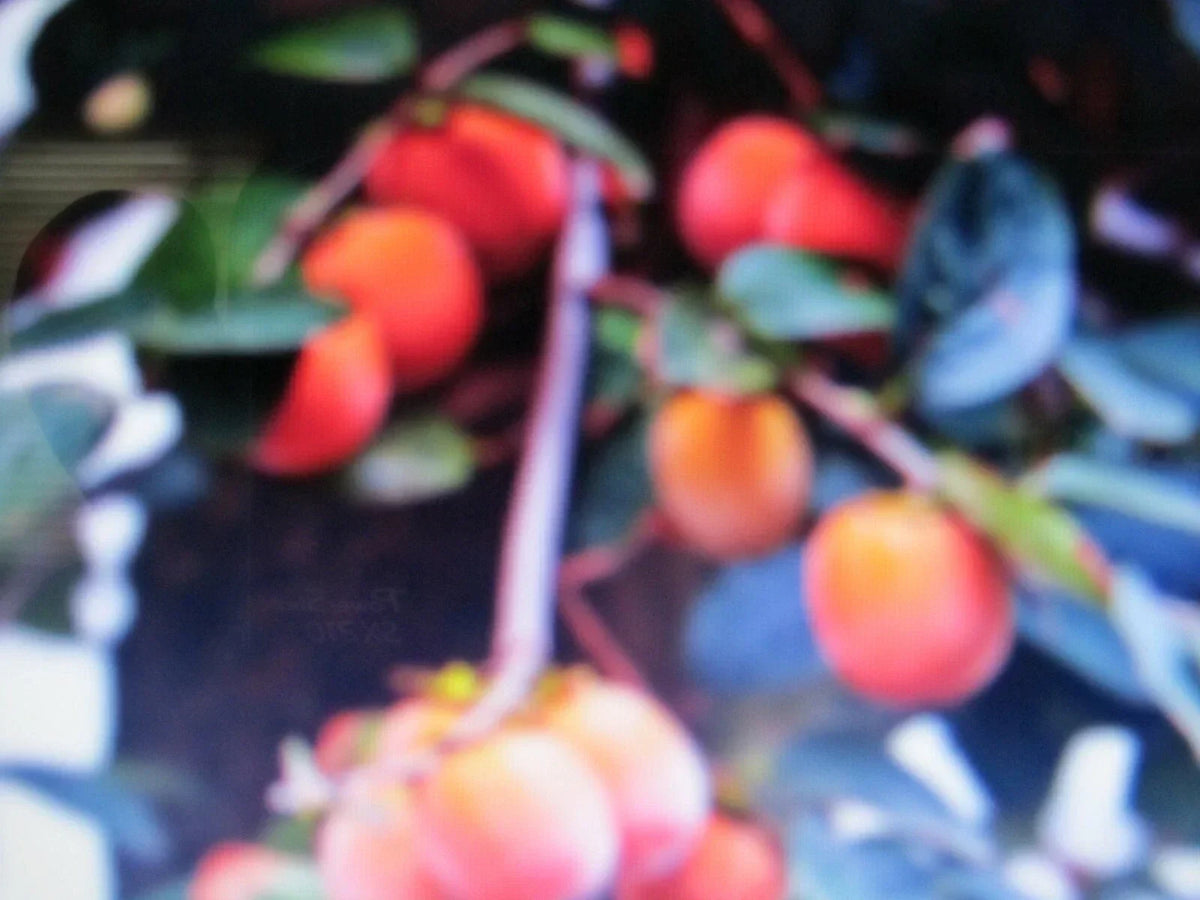 American Persimmon Tree Cuttings - 7 Fresh Cuttings, Diospyros virginiana, Ideal for Planting and Propagation