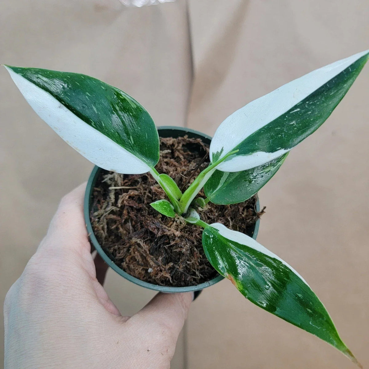 Rare Philodendron White Princess Plant - Variegated Aroid in 3" Pot - Ideal for Collectors - Philodendron erubescens