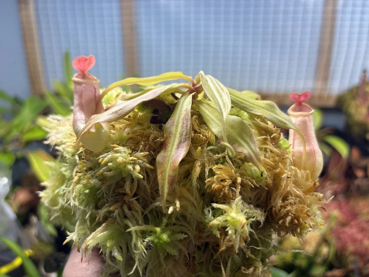 Tropical Pitcher Plant - Nepenthes mirabilis - Exotic Carnivorous Plant for Indoor Gardening