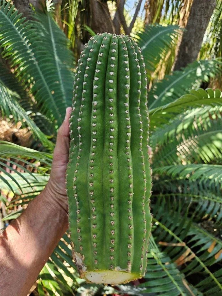 Echinopsis Hybrid Riverside Cutting - Large Unrooted 12"x4", 4 Pound Echinopsis spp. Cactus for Sale