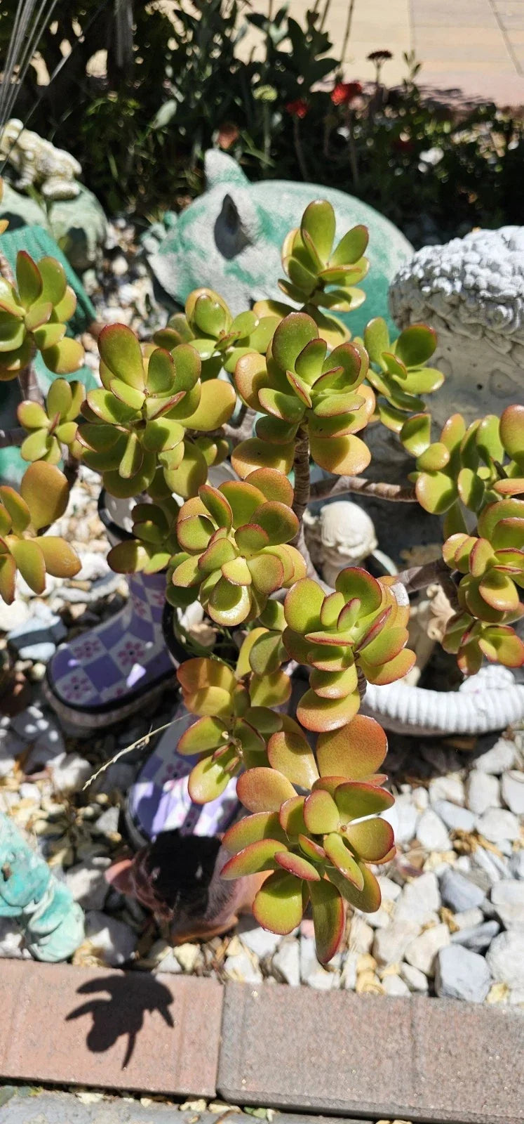 Jade Plant Cuttings - 2 Pieces, 3-5" - Crassula ovata - Succulent for Home Decor or Gardening