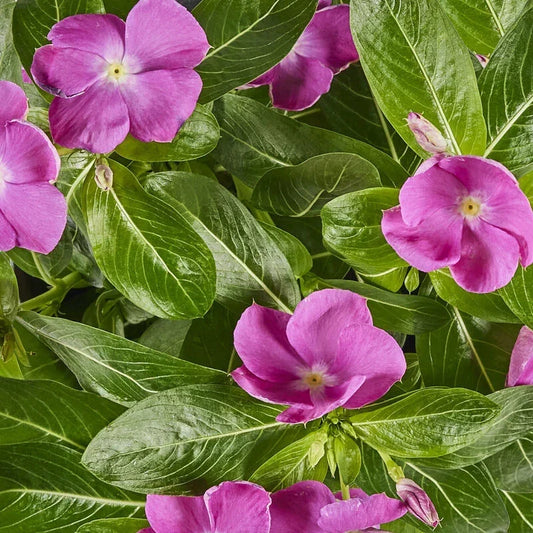 Vinca Seeds 500 Count Sunsplash Orchid GL Catharanthus roseus Non-California Shipping