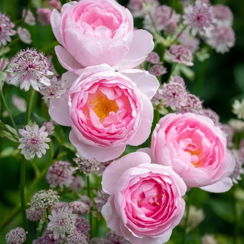 Live Rose Cuttings 5-8" Scepter'd Isle David Austin Unrooted Fresh Stems