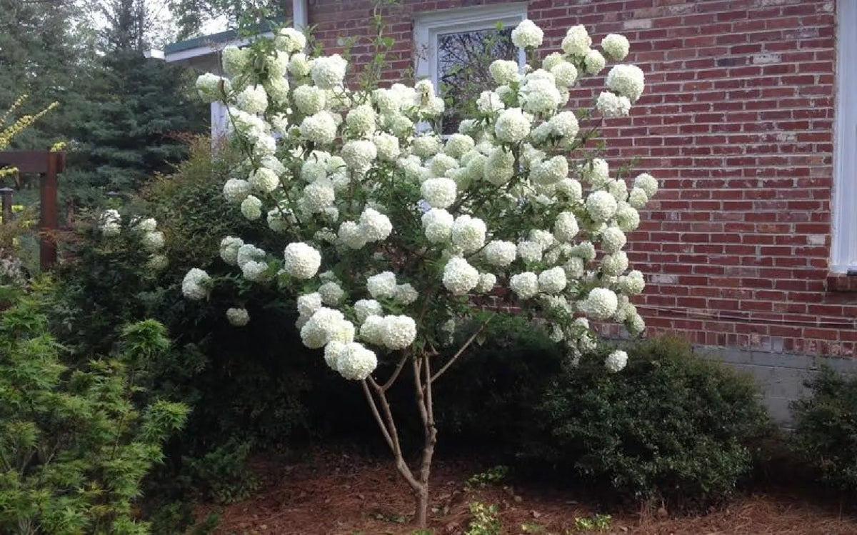 Chinese Snowball Seeds - 40 Pack - Fast Growing Viburnum ichangense - Flowering Shrub for Garden