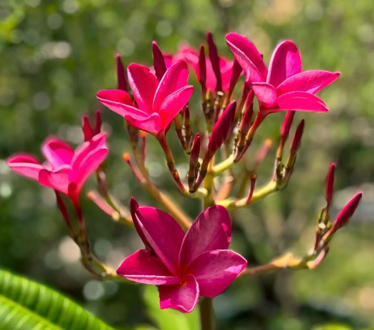 Plumeria Cutting 6"-8" Pink Flowering Frangipani Tropical Plant (Hawaiian)