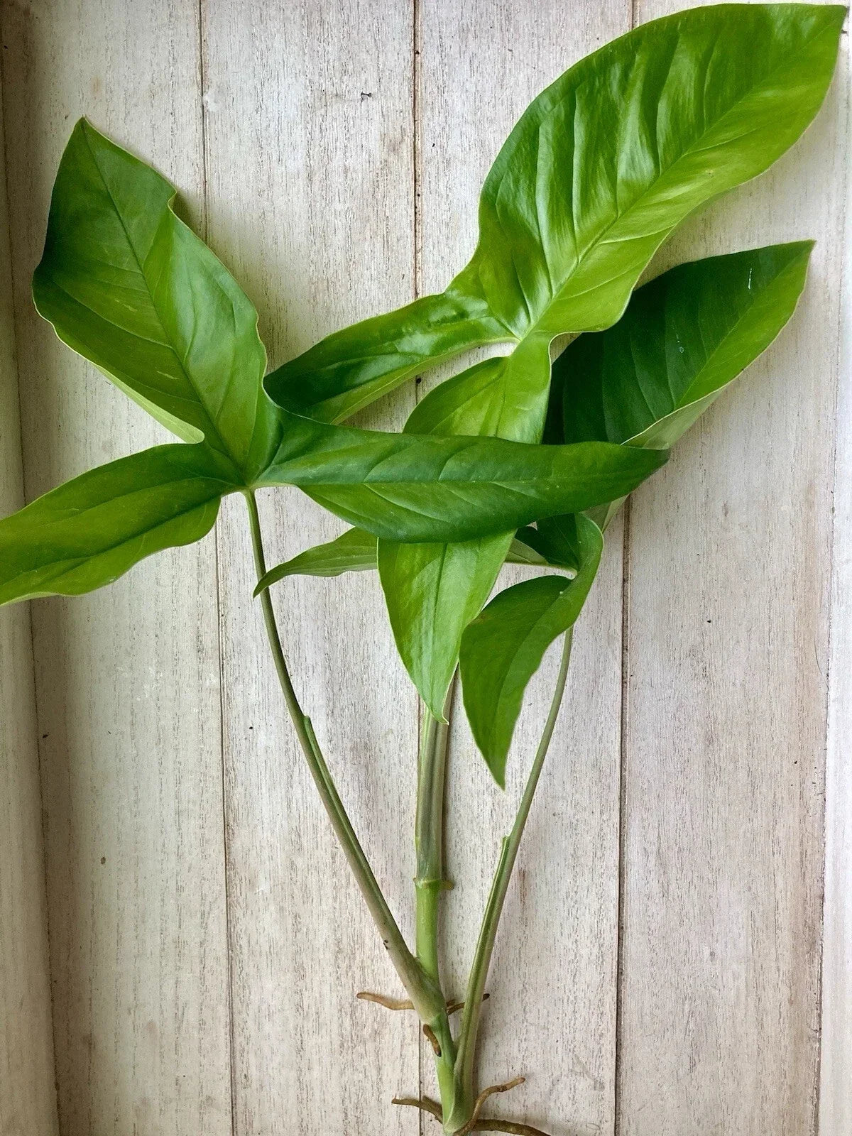 20 Rooted Plant Cuttings - Arrowhead Vines - Syngonium Podophyllum - Indoor Houseplant Cuttings for Easy Propagation