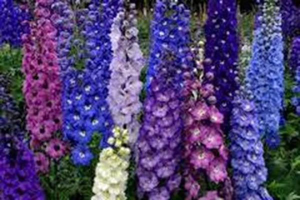 Delphinium Seeds 500 Count Giant Imperial Mix Striking Mixed Colors Delphinium elatum