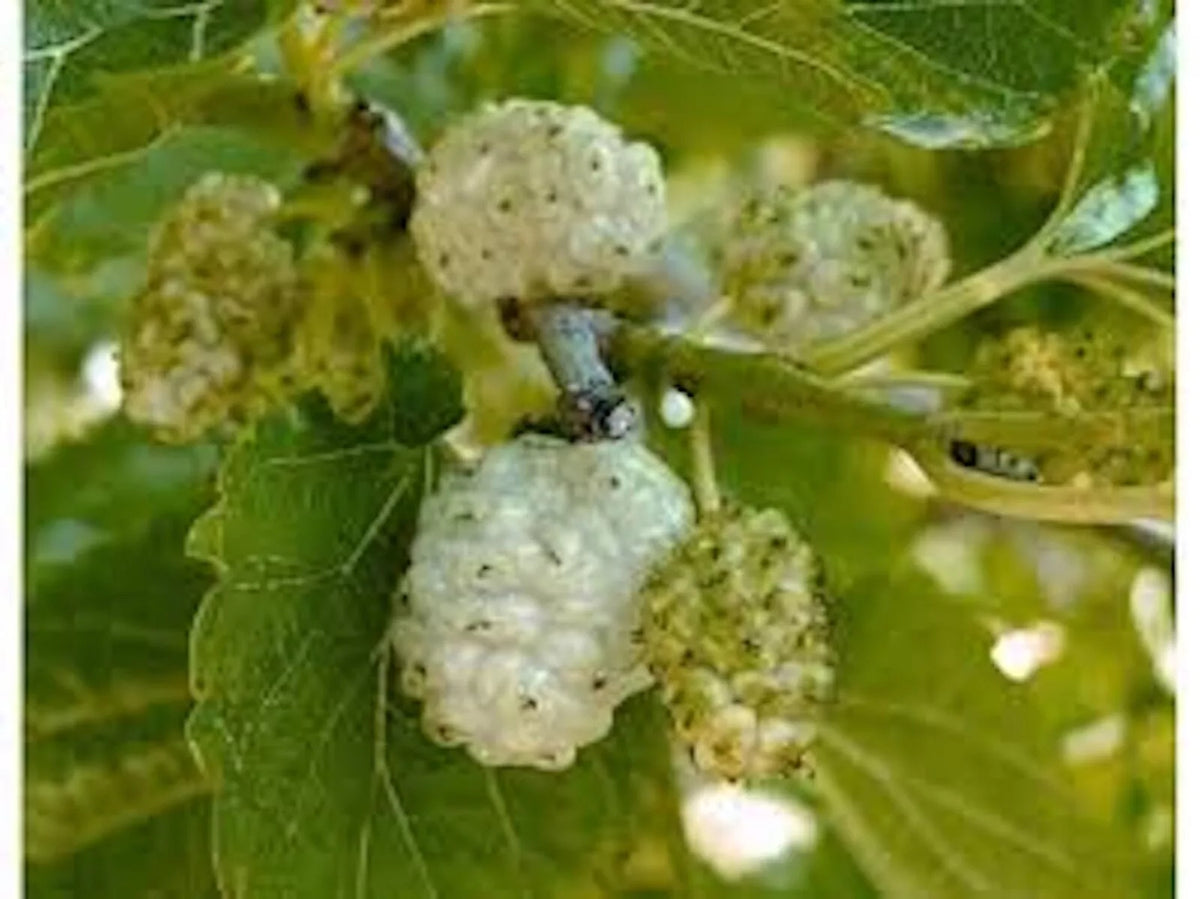 White Mulberry Tree 1-2ft Bare Root Morus alba Fast Growing Hardy Zones 3-9 Full Sun to Part Shade