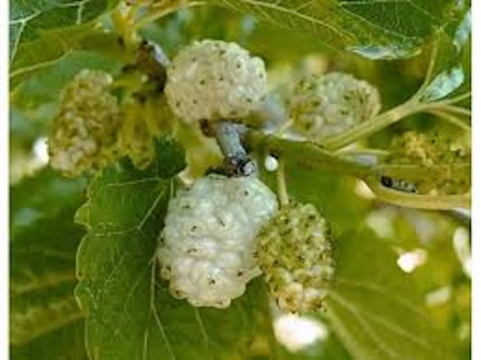 White Mulberry Tree 1-2ft Bare Root Morus alba Fast Growing Hardy Zones 3-9 Full Sun to Part Shade
