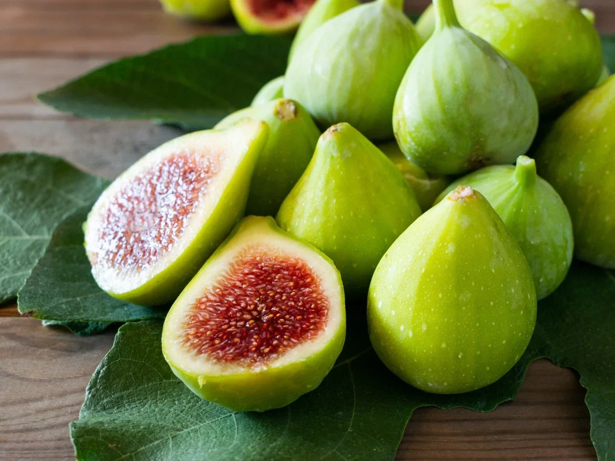 Green Ischia Fig Cuttings - 2 Pack with Willow Water for Rooting - Ficus carica
