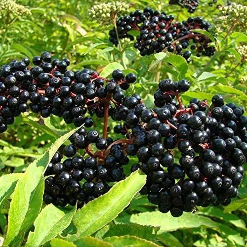 Elderberry Seeds 50 Pack Black Elderberry Sambucus nigra Organic Berry Seeds for Gardening and Herbal Use