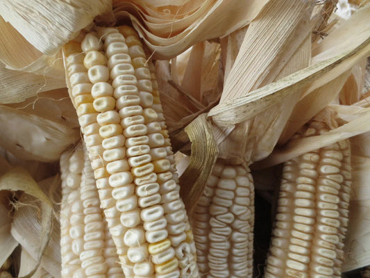 Hickory King White Corn Seeds - 20 Non-GMO Heirloom Seeds for Grits, Meal, Tortillas - Zea mays
