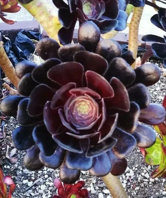 Black Rose Aeonium Cutting - Deep Dark Purple Succulent - Aeonium Arboreum Zwartkopf