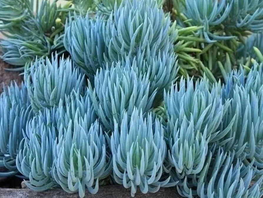 Blue Chalk Sticks Succulent Cutting - Healthy Rare Easy Care Live Plant - Senecio serpens