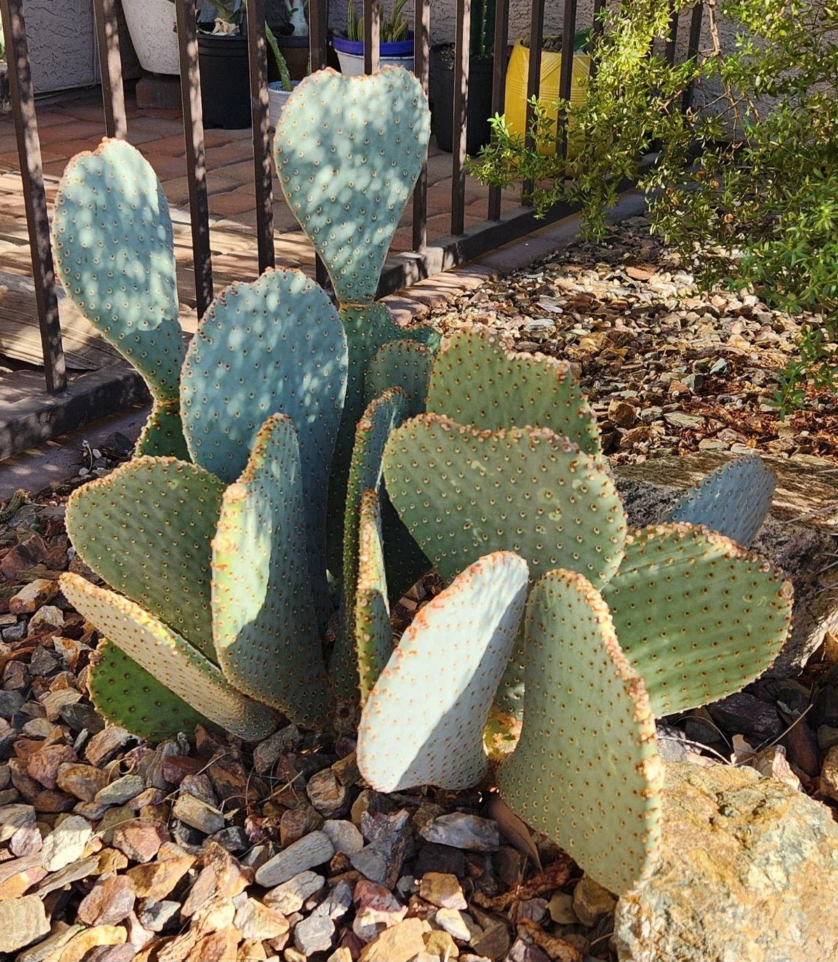 Beavertail Prickly Pear Cactus Pad Cutting - Opuntia Basilaris Live Plant - Indoor/Outdoor Succulent