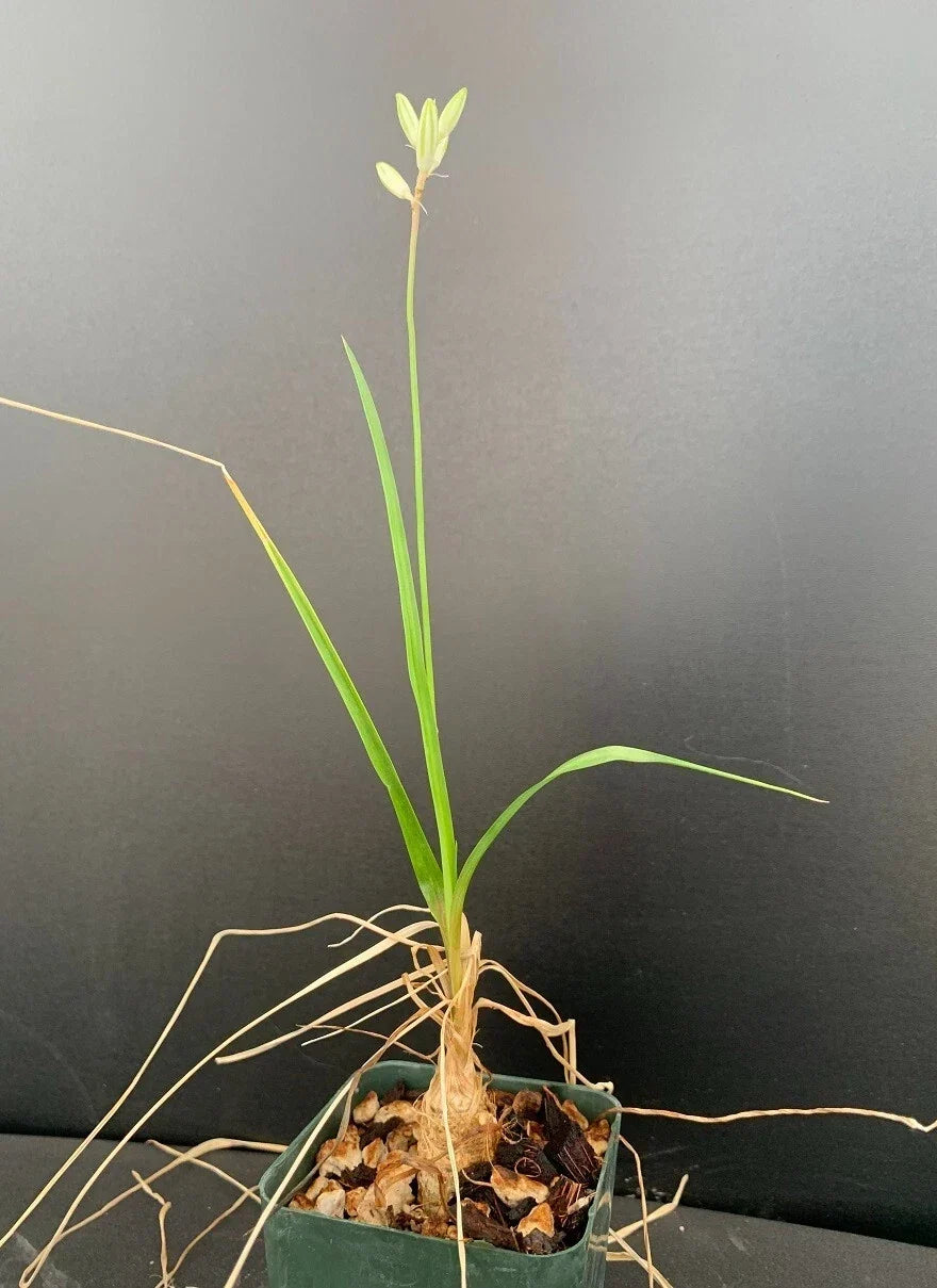 Trachyandra saltii Succulent Plant in 2.5" Pot - Rare Rooted Variety - Unique Houseplant
