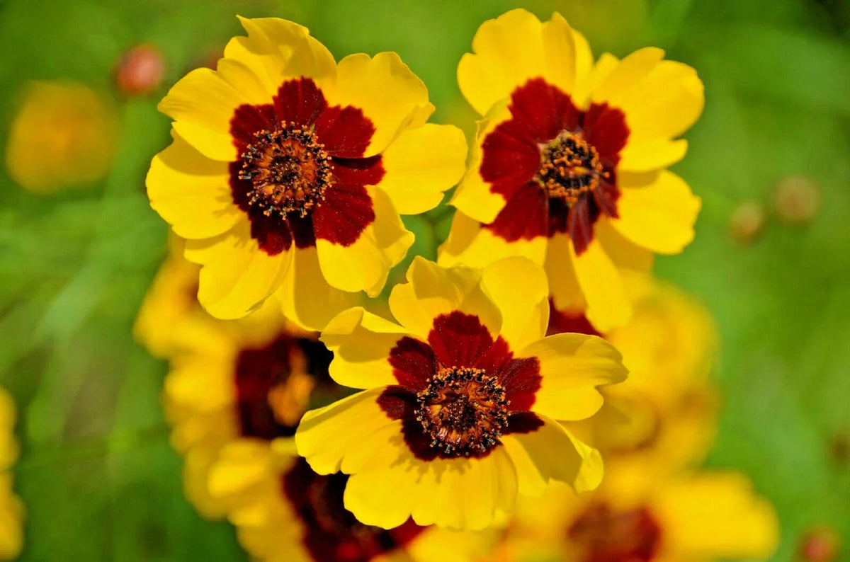 Dwarf Plains Coreopsis Seeds - 2000+ Edible Medicinal Wildflower Seeds - Native Tickseed (Coreopsis tinctoria)