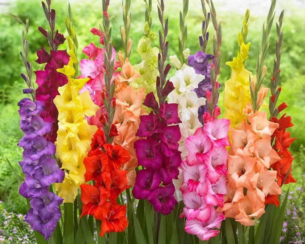 Gladiolus Bulbs 10 Mixed Colors Easy to Grow Perennial Gladiolus hortulanus