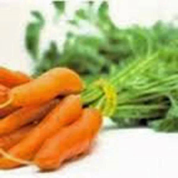 Non-GMO Carrot Seeds 500+ Little Finger Variety Daucus carota Heirloom Vegetable Gardening Seeds