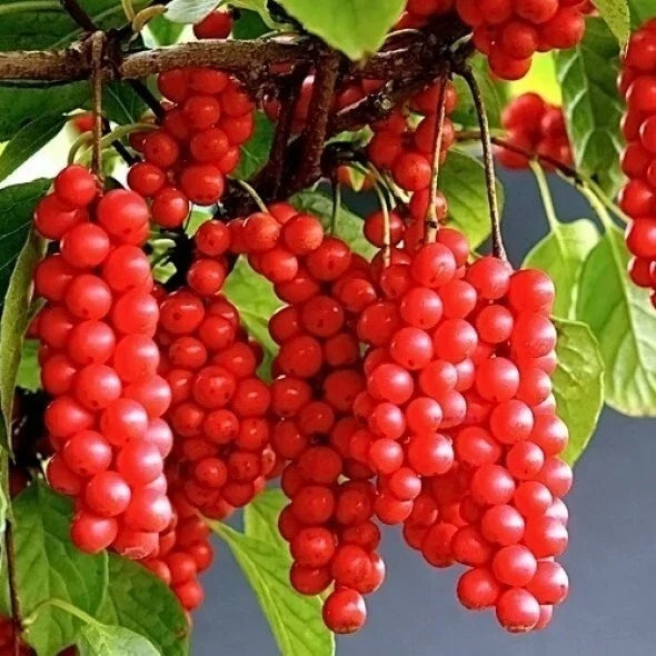 Self-Pollinating Schisandra Chinensis Cuttings - Limonnik Wu Wei Zi Magnolia Vine - 20 Plant Cuttings for Garden or Home
