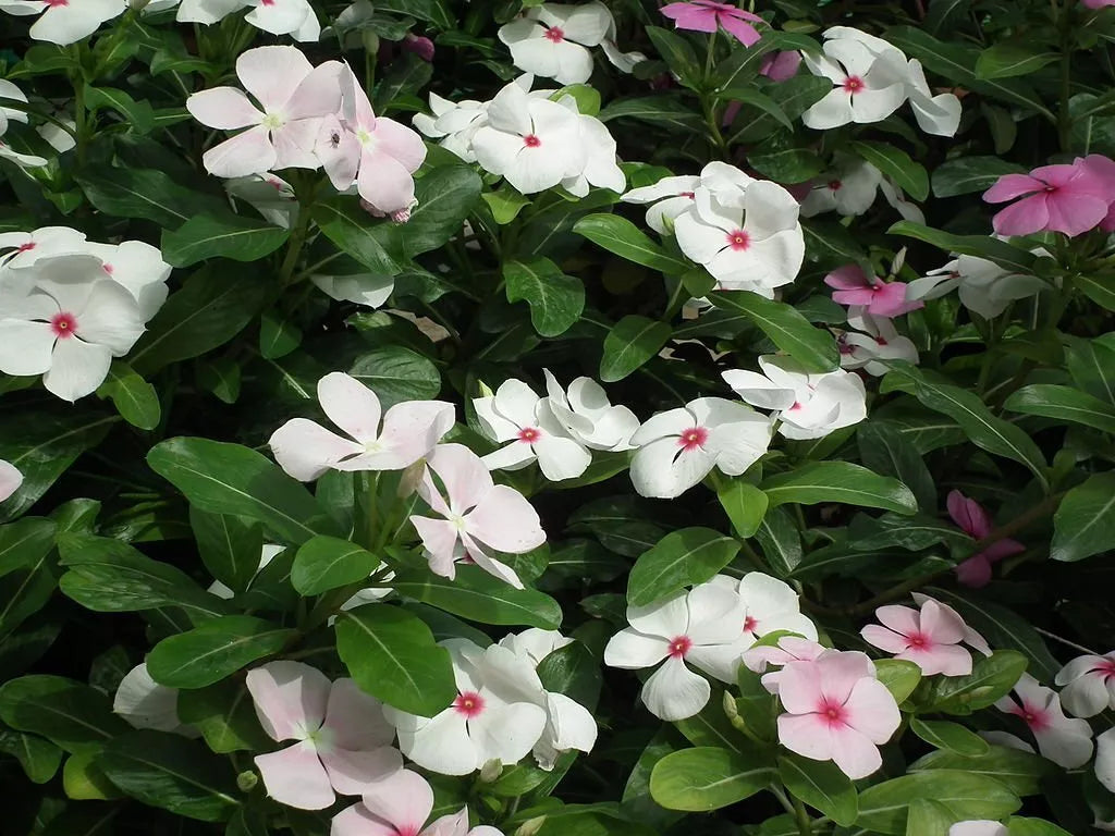 Vinca Seeds 1000 Count Sunsplash White with Eye Catharanthus roseus Non-Californian Shipping Garden Planting Supplies